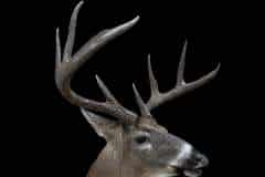 whitetail-deer-taxidermy-shoulder-mount-stehlings-taxidermy-wisconsin-4 whitetail-deer-taxidermy-shoulder-mount-stehlings-taxidermy-wisconsin-4