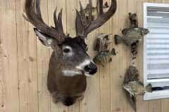 whitetail-deer-taxidermy-shoulder-mount-stehlings-taxidermy-wisconsin-5 whitetail-deer-taxidermy-shoulder-mount-stehlings-taxidermy-wisconsin-5