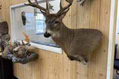 whitetail-deer-taxidermy-shoulder-mount-stehlings-taxidermy-wisconsin-6 whitetail-deer-taxidermy-shoulder-mount-stehlings-taxidermy-wisconsin-6