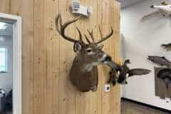 whitetail-deer-taxidermy-shoulder-mount-stehlings-taxidermy-wisconsin whitetail-deer-taxidermy-shoulder-mount-stehlings-taxidermy-wisconsin