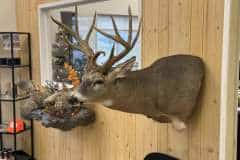 whitetail-taxidermy-shoulder-mount-tehlings-taxidermy-wisconsin-3 whitetail-taxidermy-shoulder-mount-tehlings-taxidermy-wisconsin-3