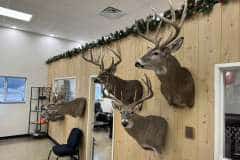 whitetail-taxidermy-shoulder-mount-tehlings-taxidermy-wisconsin-4 whitetail-taxidermy-shoulder-mount-tehlings-taxidermy-wisconsin-4
