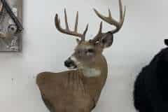 whitetail-taxidermy-shoulder-mount-tehlings-taxidermy-wisconsin-5 whitetail-taxidermy-shoulder-mount-tehlings-taxidermy-wisconsin-5