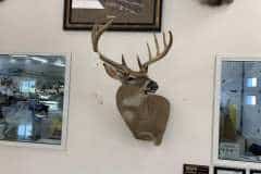 whitetail-taxidermy-shoulder-mount-tehlings-taxidermy-wisconsin-6 whitetail-taxidermy-shoulder-mount-tehlings-taxidermy-wisconsin-6