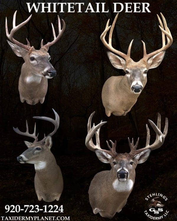 Group of whitetail deer shoulder mounts on display, Stehling's Taxidermy, Wisconsin