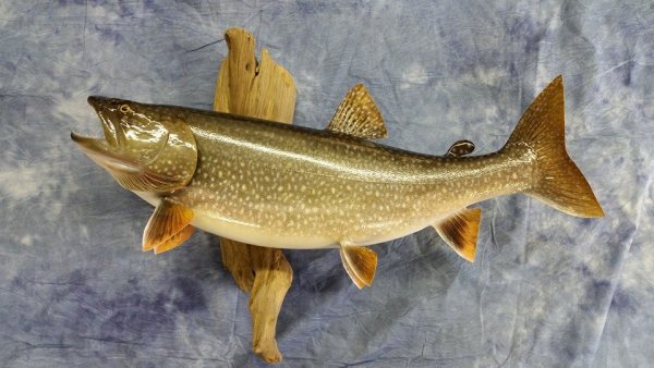 Lake trout mount on a driftwood plaque, by Stehling’s Taxidermy, Wisconsin