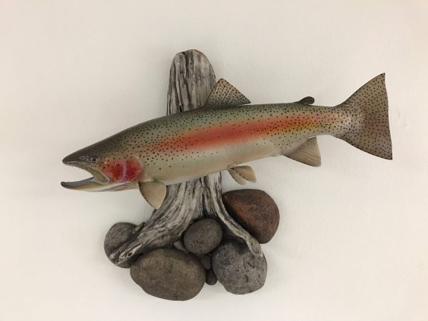 Rainbow trout mount on a driftwood base, by Stehling’s Taxidermy, Wisconsin