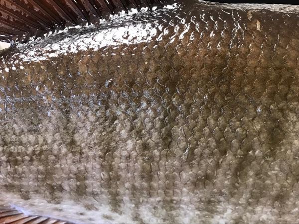 Close-up of muskie scale and fin detail, by Stehling’s Taxidermy, Wisconsin