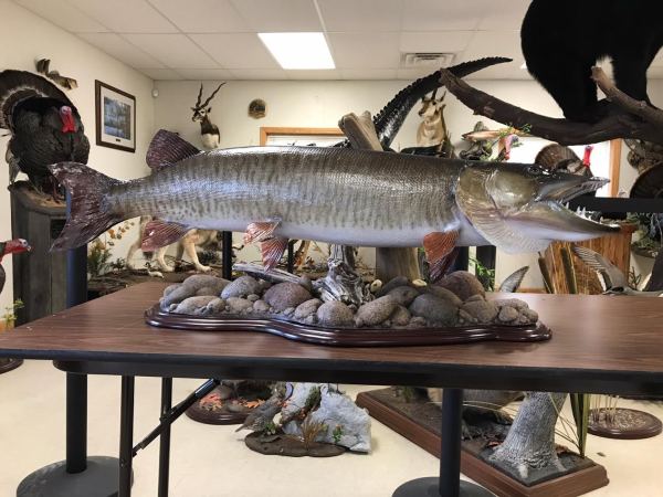 Muskie mounts on a showroom display table, by Stehling’s Taxidermy, Wisconsin