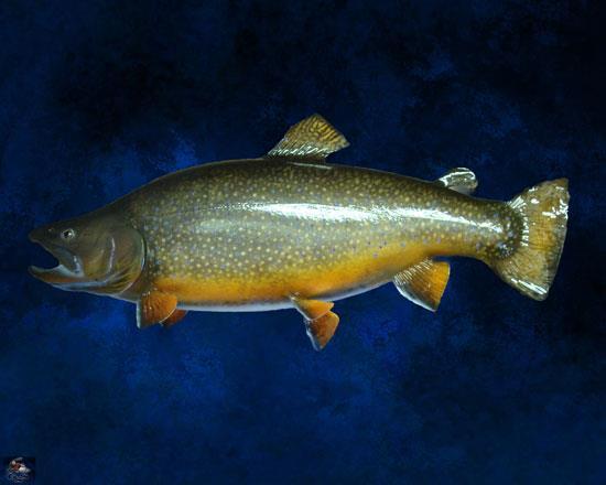 Brook trout mount on a blue backdrop, by Stehling’s Taxidermy, Wisconsin