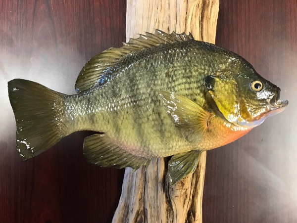 Bluegill skin mount on a driftwood plaque, by Stehling’s Taxidermy, Wisconsin
