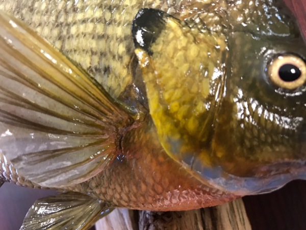 Close-up of a bluegill mount’s face, by Stehling’s Taxidermy, Wisconsin