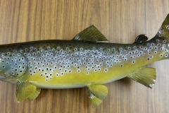 brown trout 2