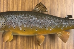 brown trout 3
