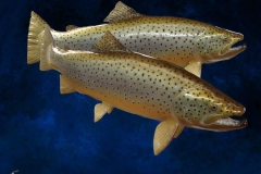 brown trout replica