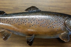 spawning brown trout