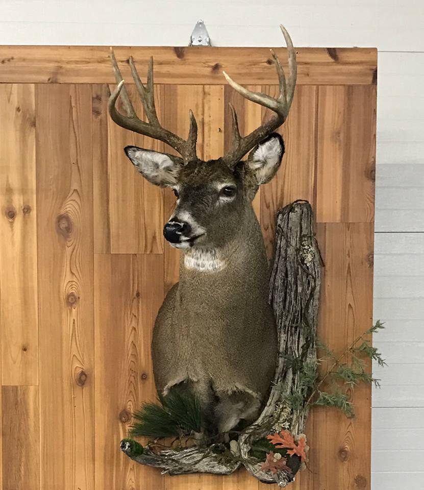 Whitetail deer taxidermy mount by Stehling’s Taxidermy, Wisconsin