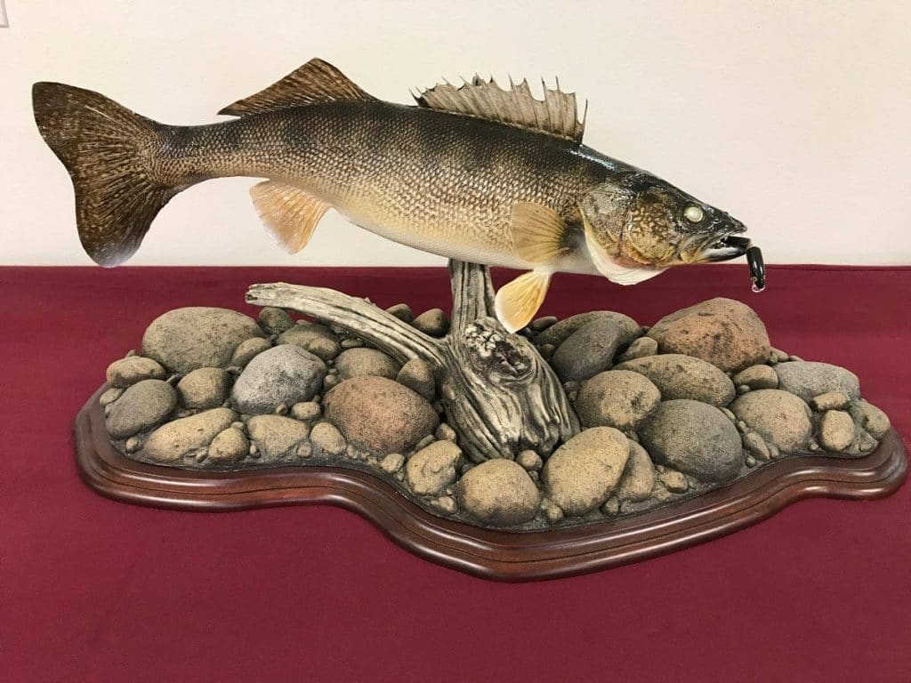 Fish Taxidermy - Stehling's Taxidermy