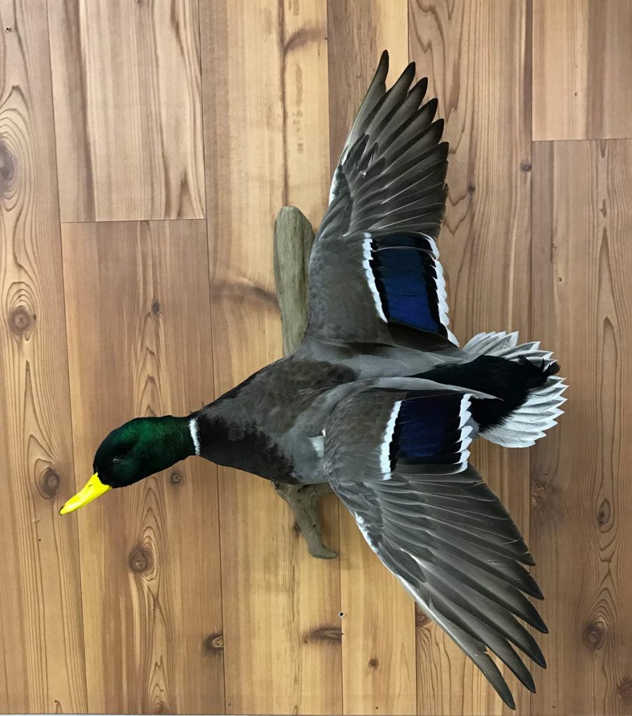 waterfowl-taxidermy-mounts-in-jefferson-wisconsin