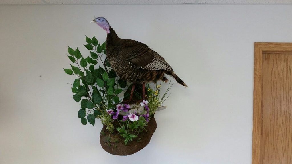 Hen Turkey Mounts