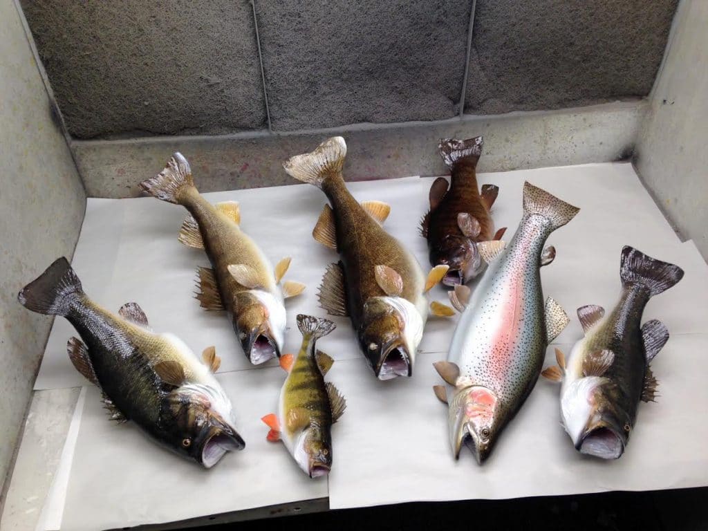 Fish Taxidermy Mounts-Saturdays batch of custom painted fish. - Stehling's  Taxidermy