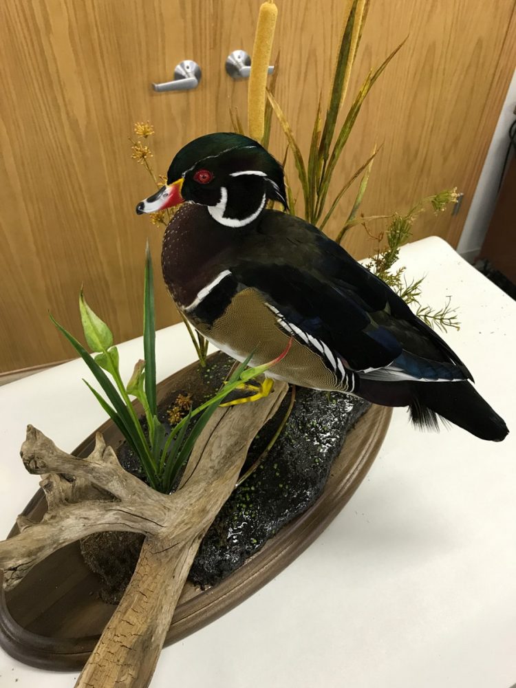 wood duck taxidermy mounts