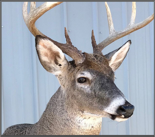 deer taxidermy