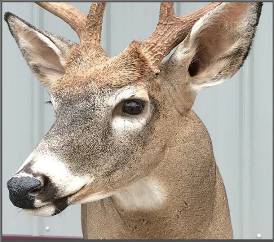 wisconsin deer taxidermy