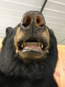 Detail of a black bear mount's nose and open mouth seen from below