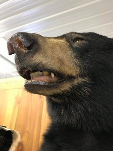 Close-up of a black bear mount's open mouth showing teeth and tan muzzle detail