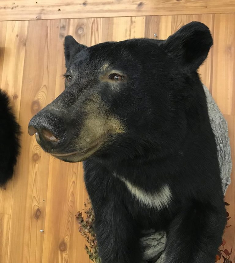Close-up of a black bear half mount's head and shoulders against a cedar plank wall