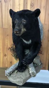 Three-quarter view of a black bear half mount posed on a rock and log base
