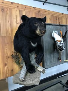 Black bear half mount on a rock base against a cedar wall, next to a framed wall display