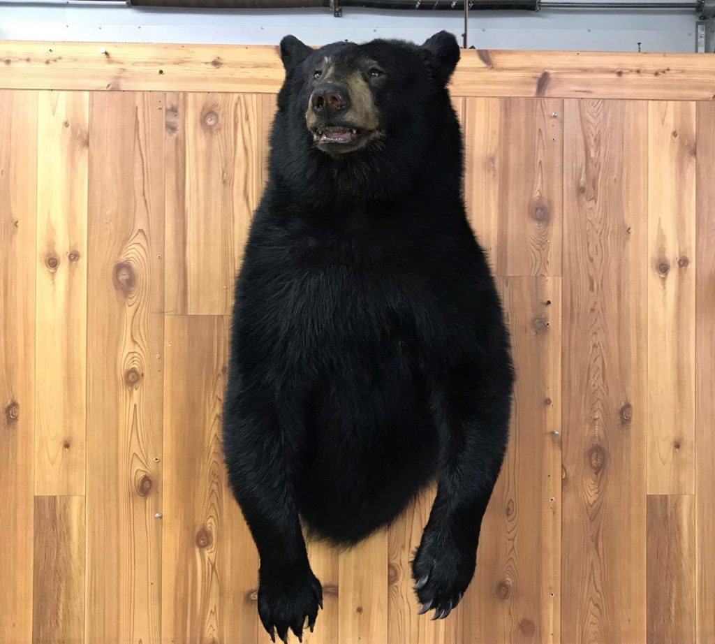 Front view of a black bear half mount on a cedar plank wall with paws hanging down