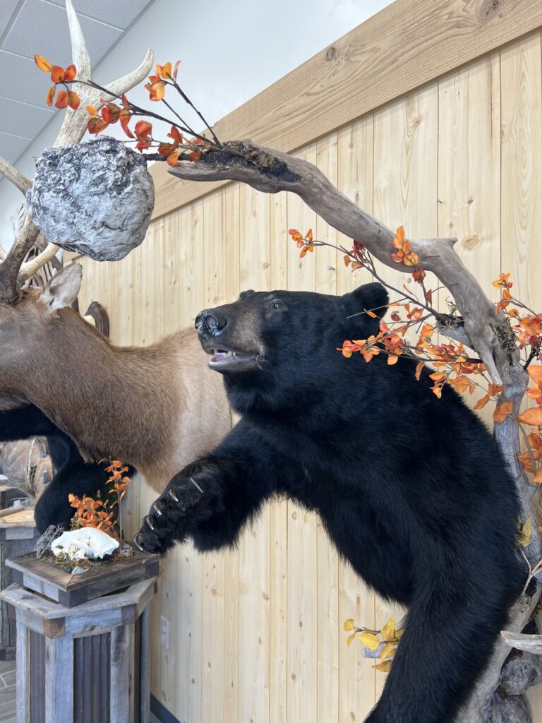 Wide view of a black bear half mount on a branch with autumn bittersweet and a hornet nest, wall display in the Stehling's Taxidermy showroom