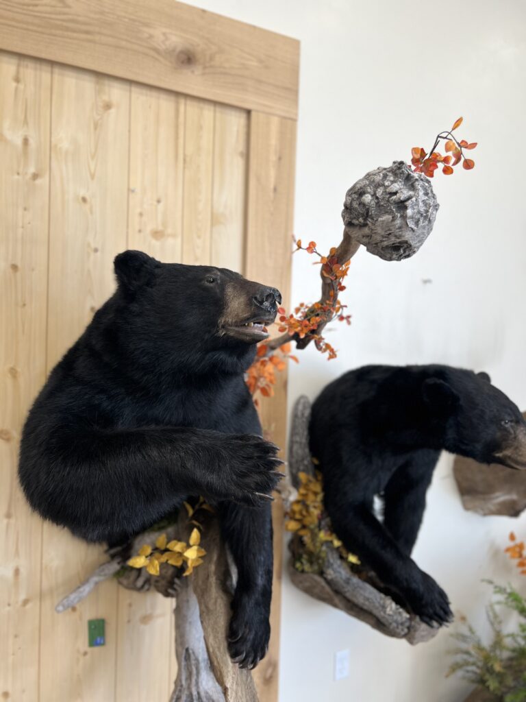 Black bear half mount reaching toward a hanging hornet nest on an autumn branch, with a second bear mount alongside