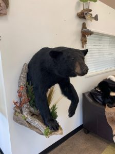 Black bear half mount on a rock and log base mounted on a white showroom wall