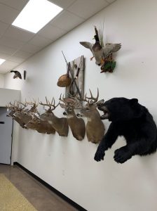Black bear half mount alongside a row of whitetail deer shoulder mounts in the showroom