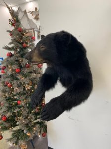Black bear half mount displayed on a wall beside a decorated Christmas tree