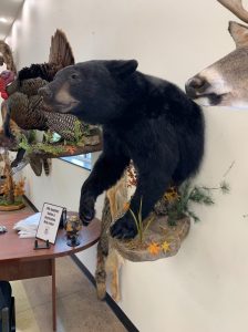 Black bear half mount on a log base with pheasant mounts and autumn foliage habitat
