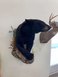 Black bear half mount on a driftwood base with autumn grasses on a white wall