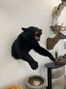 Black bear half mount reaching out from the wall beside a whitetail deer mount