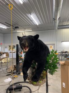 Life-size black bear mount with open mouth on a rock base with green foliage in the studio