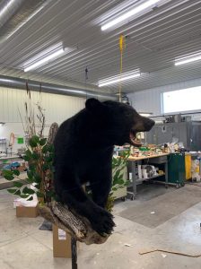 Black bear half mount on a log base with habitat greenery inside the Stehling's studio