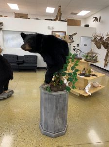 Black bear half mount on a tall grey pedestal column in the Stehling's Taxidermy showroom