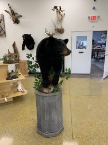 Black bear half mount on a pedestal column among African game mounts in the showroom