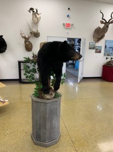 Black bear half mount on a pedestal column with whitetail and kudu mounts behind