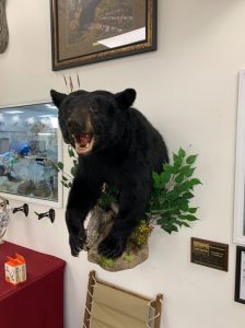 Black bear half mount with green habitat foliage on a white showroom wall