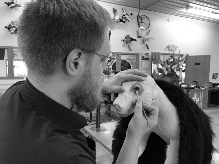 Stehling's taxidermist doing detail finishing work on a mount in the Wisconsin studio