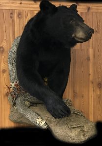 Profile view of a black bear half mount's head and shoulders on a cedar wall